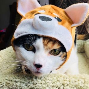 Shiba Inu Dog costume (for Cats!)